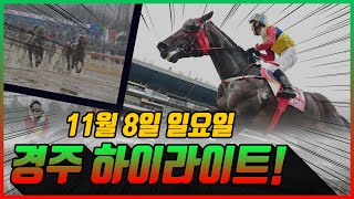 [일요 경마] 11월 8일 경주 하이라이트