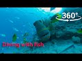 Video 360 degrees | Diving with fish and relaxation
