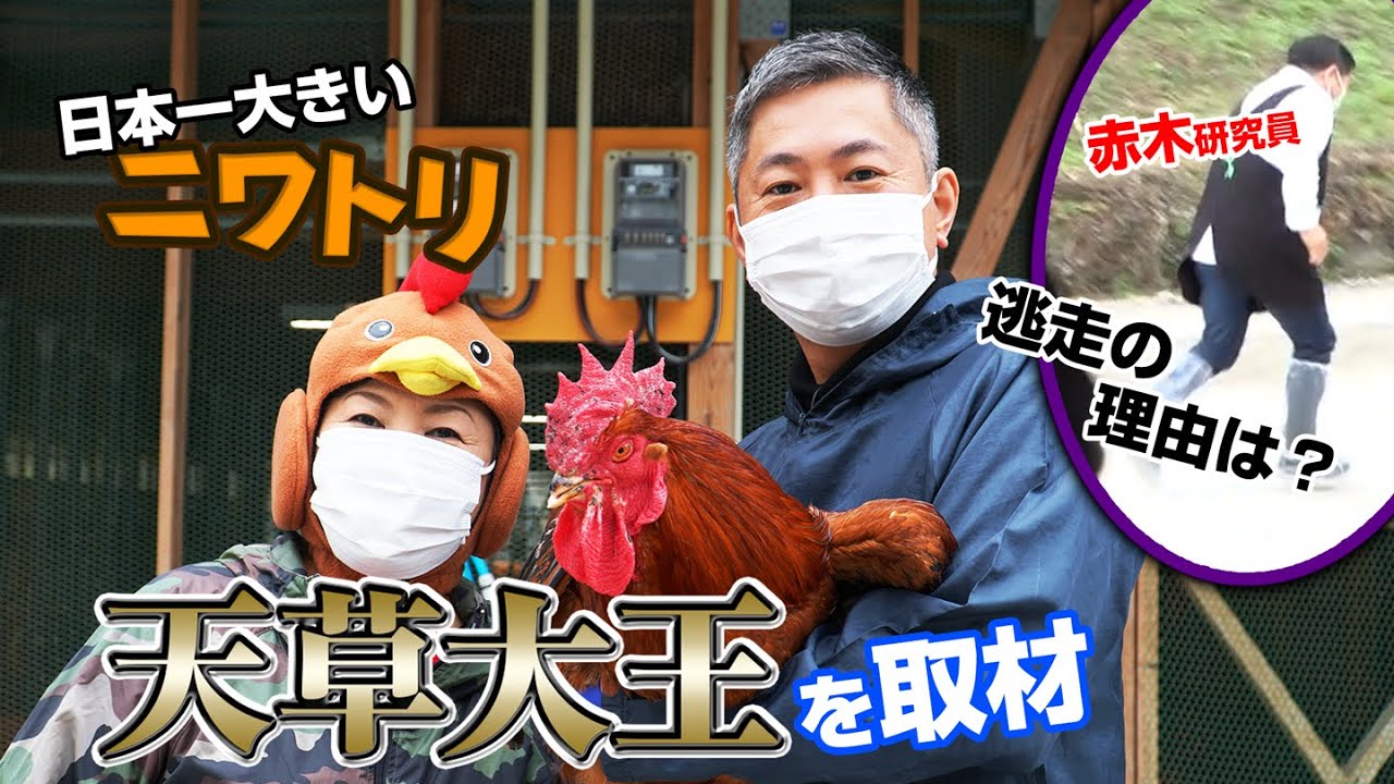 日本一大きいニワトリ、天草大王を取材！！