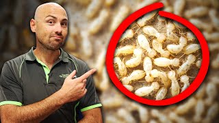 Exterra Termite Baiting System: Effective Termite Treatment