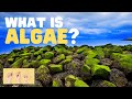 Algae Functions and Characteristics