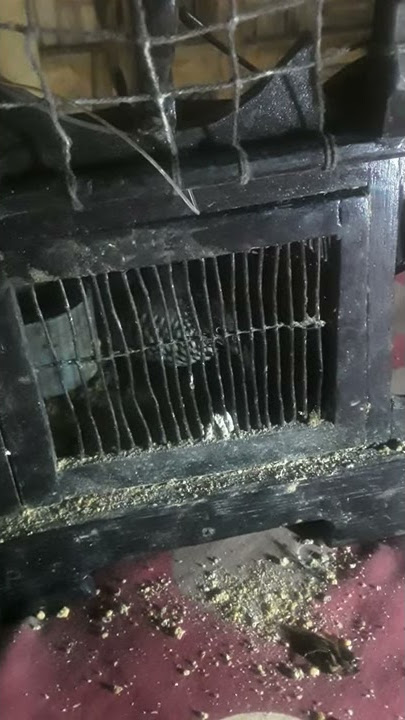 Suara si cantik  jelita dalam sangkar/Jaba kawubu Dompu Mano Hara