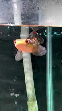 https://vt.tiktok.com/ZSSrsrkeV/ #cabaymau #guppy #aquarium #aquascape #caloc #caloccanh #calocvayro