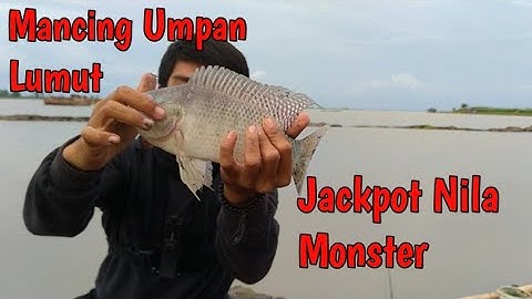 DAPAT IKAN NILA BABON || SPOT DANAU TEMPE || UMPAN LUMUT ||  RACIKAN UMPAN LUMUT JITU ||