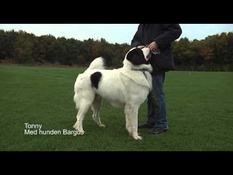 Video: Sådan Træner Du Europæiske Hyrdehunde