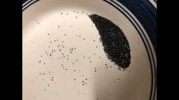 First Attempt Harvesting Wild Amaranth (A. retroflexus)