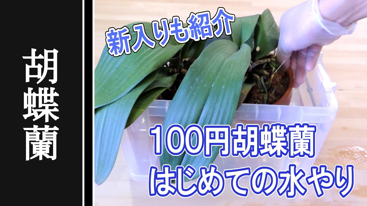 I tried watering the phalaenopsis orchid I bought for 100 yen