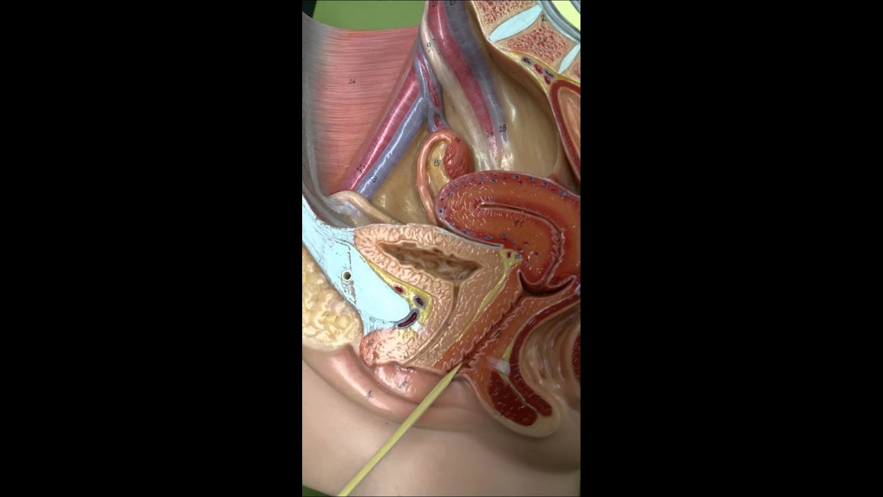 Penis Inside Of Vagina 5