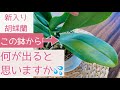 【本当に驚いたのでシェアします】新しくお迎えした胡蝶蘭に嫌な予感※虫じゃないから安心して笑