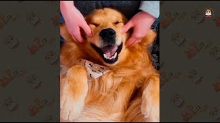 Funny Golden Retriever Videos 2018 # 4 by Pet's world 15,300 views 5 years ago 6 minutes, 2 seconds