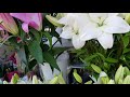 رمضان هل هلاله وجماله mp3