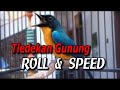 Tledekan Gacor Ngerol Tembakan Rapat Mp3 - Mp4 Download