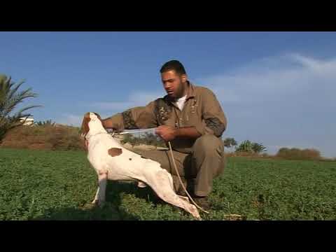 Βίντεο: Πώς να σχεδιάσετε ένα είδος γερμανικού κυνηγετικού σκύλου