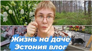 картинка: Эстония.Дачные будни с Чудского озера.Жизнь простой семьи за городом.Как устроен поселок.Дачный влог