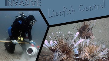 Invasive Lionfish Control