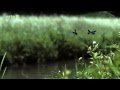 Miniature de la vidéo de la chanson The Creek