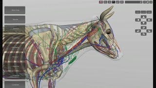 3D Bovine Anatomy Software - v1.0 screenshot 2