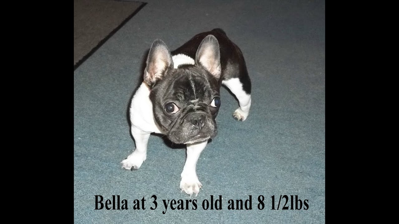 smallest french bulldog in the world