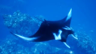 The Ocean Wildlife Film with Calming Music Part II