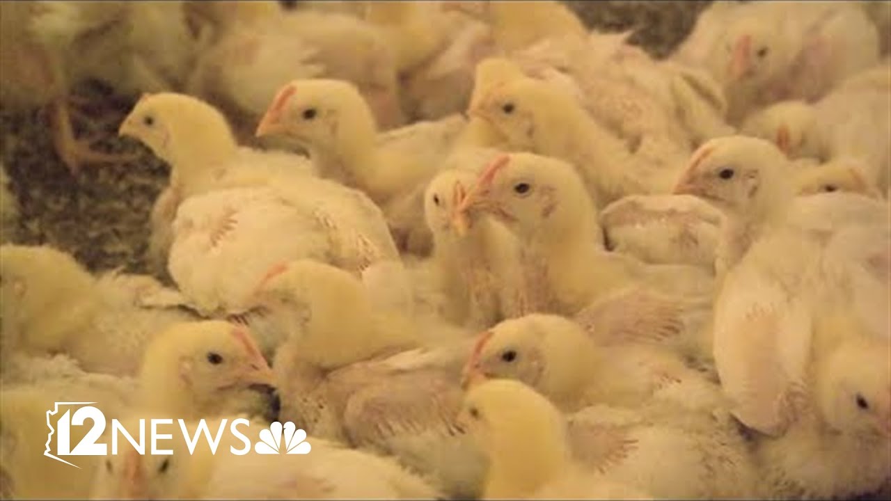 Bird flu found in backyard chickens in Maricopa County - YouTube