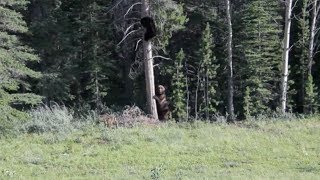 Caza primaveral de osos en Alaska