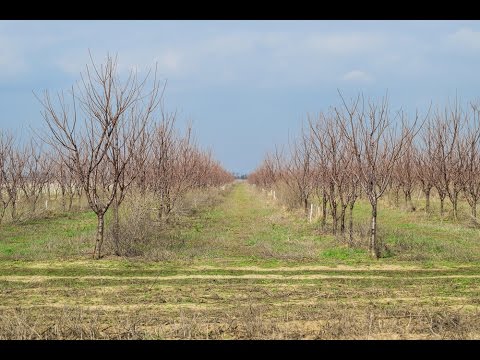 Video: Ako orezať plážovú čerešňu – tipy na orezanie plážovej čerešne