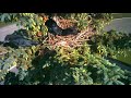 Buzzing the crow's nest with my drone.
