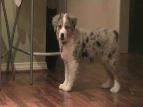 australian shepherd 3 months weight maggie the 12 week old aussie shepherd and piglet playing youtube australian shepherd 3 months weight maggie the 12 week old aussie shepherd and piglet playing youtube