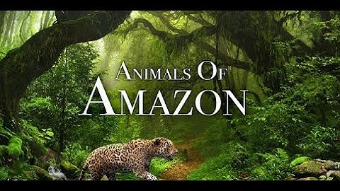 Top 5 Terrifying Creatures of the Amazon Rainforest | Nature’s Deadliest Monsters