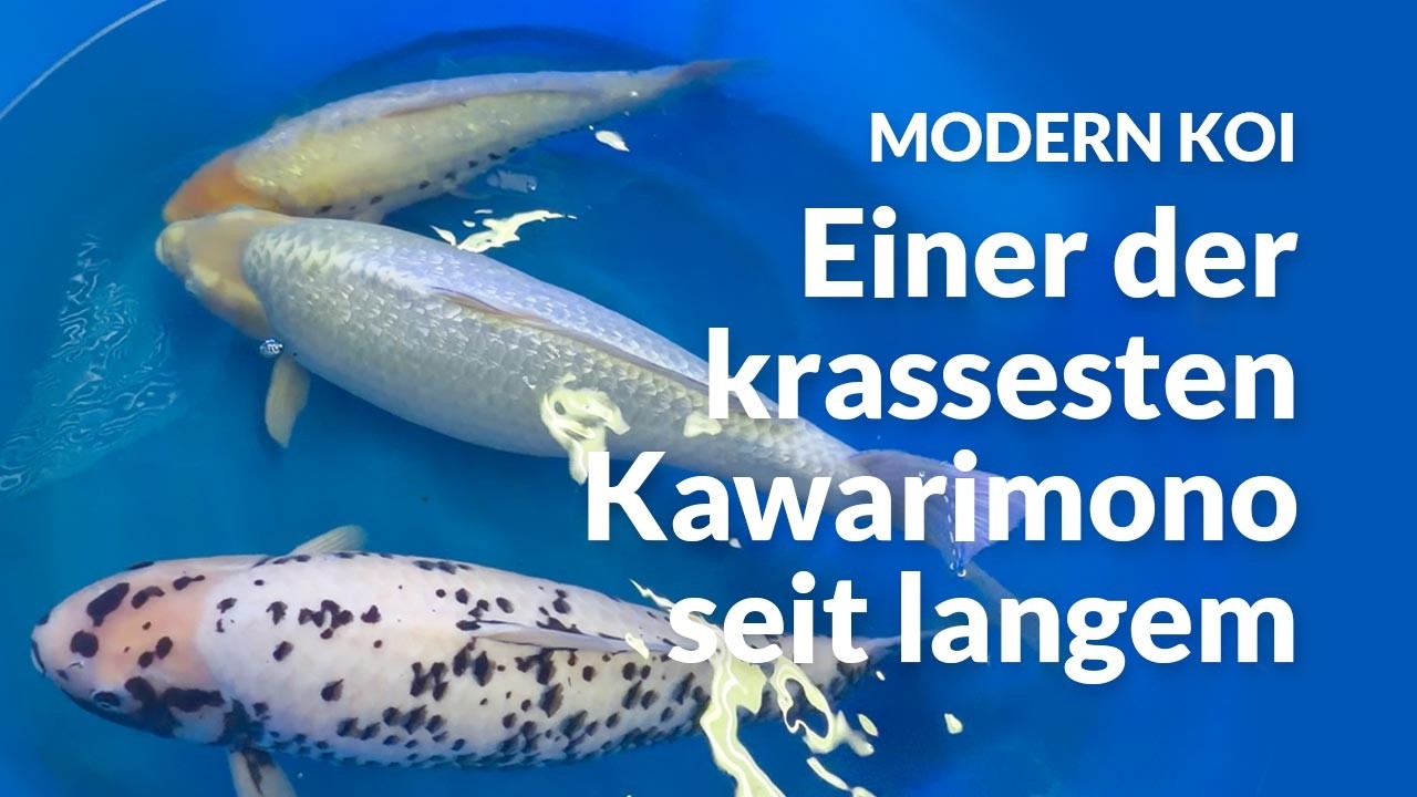 Die Entwicklung von Alex und Peters Koi in der Innenhälterung - Teil 2 | Modern Koi Blog #8099