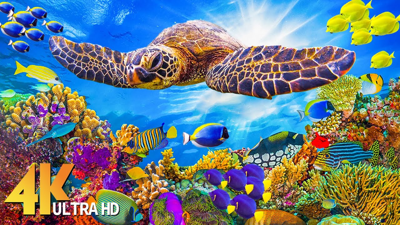 24HRS Stunning 4K Underwater Wonders - Beautiful Coral Reef Fish ...