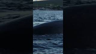 Amazing Close-Up: Humpback Whale Exhaling In Maui