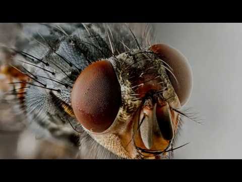 МАКРО ФОТО НАСЕКОМЫХ | ВНЕШНЕЕ СТРОЕНИЕ