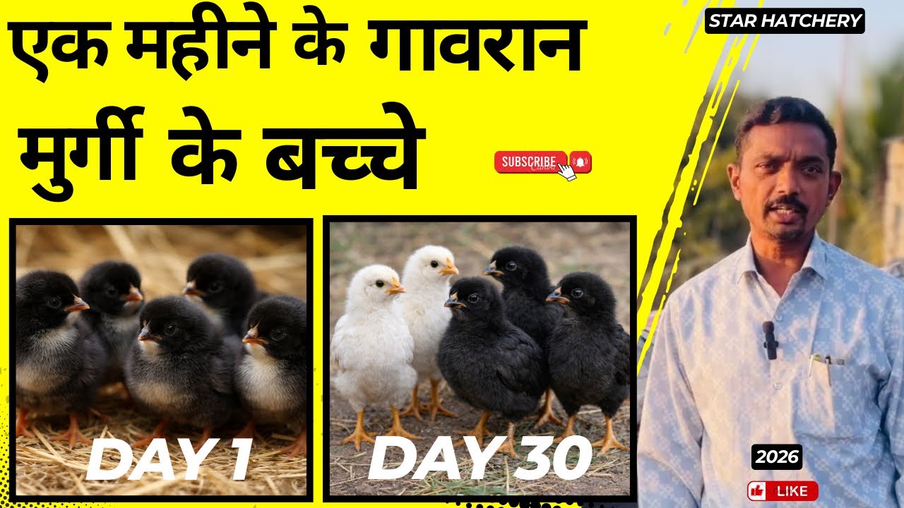 Day 1 To Day 30 गावरान मुर्गी के बच्चे | Star Hatchery | 2026