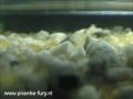 Piranhafurynl  piranha breeding  eggs day 2 hatched