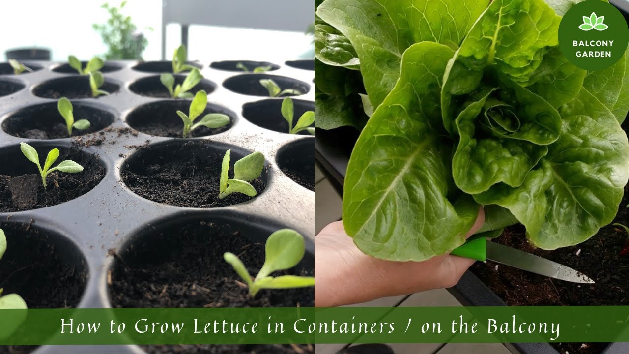 How to Grow Lettuce in Containers / on the Balcony | From Seed to ...