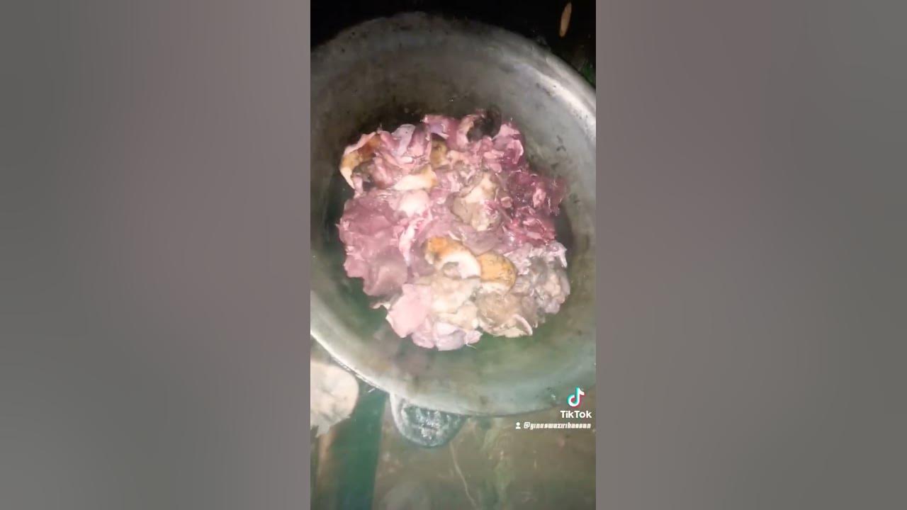 wild-hog-meat-viralvideo-adventures-animal-hunter-wildlife