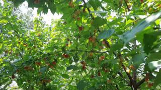 Zoğal Ağacı, Cornel Tree, Кизил