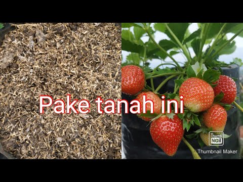 Video: Rakan Tumbuhan Strawberi: Apakah Rakan Yang Baik Untuk Strawberi