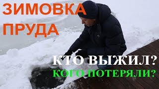 Зимовка рыбы. Искусственный пруд из пленки. Об успехах, болезни рыб и весенних потерях.