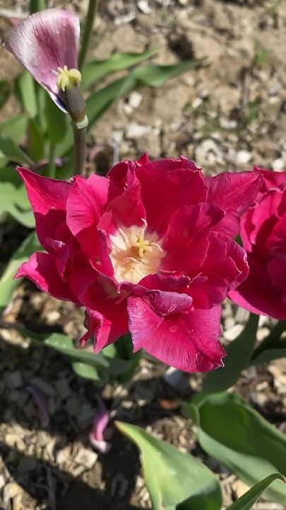 Тюльпан Дабл Кадиллак #тюльпаны #tulip #flowers #тюльпандаблкадиллак # ...