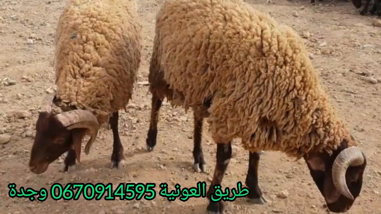 رحلة البحث عن كبش العيد 2022 الموسم الثاني وجدة طريق بوشطاط