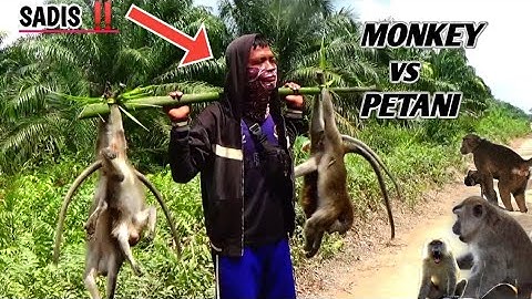 Sadis‼️ bantai hama kera yang berkeliaran di perkebunan warga//berburu hama kera liar