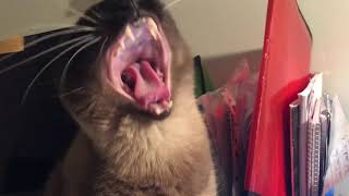 ПО МАРДАСАМ ^..^= СИАМСКИЕ КОШКИ ПО МАРДАСАМ ^..^= СИАМСКИЕ КОШКИ