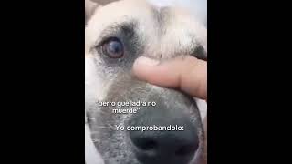 Perro que ladra no muerde