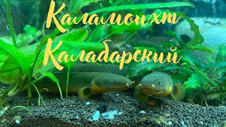 Каламоихт Калабарский , рассказ , аквариум 250 литров