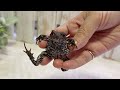 ヒキガエルの赤ちゃんを10ヶ月育てた結果…