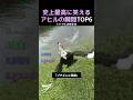 史上最高に笑えるアヒルの瞬間TOP6