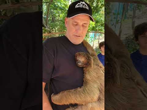 Same Hair? SLOTH