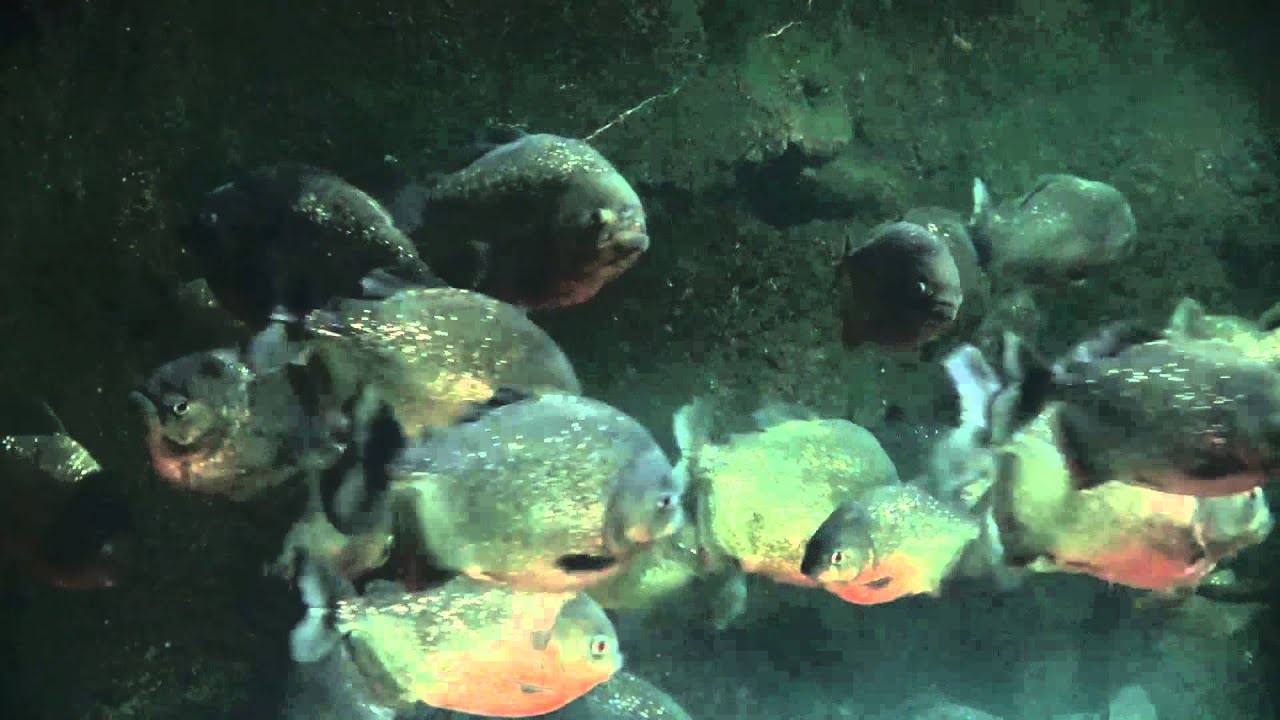 Video Wednesday: Piranha - YouTube